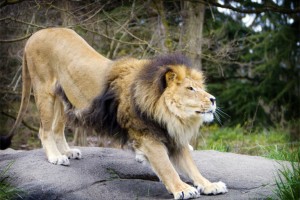 lion-strech-1