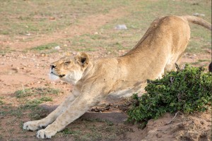 lion-strech-2