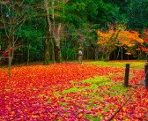 【日本を楽しもう】10月の伝統行事・イベント・食材　（神無月　紅葉狩）　